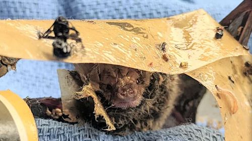 A microbat caught in a glue trap designed to catch insects. The microbat did not survive.