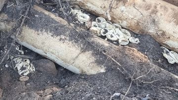 Snake catchers from Wild Conservation discovered an are Eastern brown snake nests containing 110 hatched eggs in Sydney.