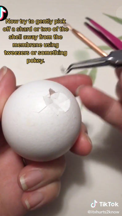 egg snotts explained｜TikTok Search