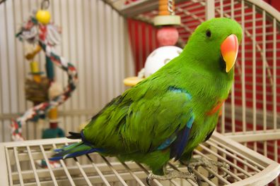 Green pet parrot in a cage