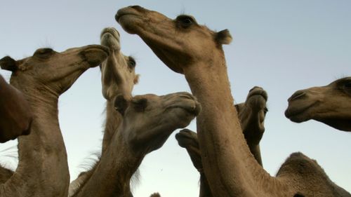 Camels. (AAP file image)