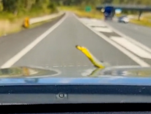 The family were travelling on the highway when the reptile appeared. 