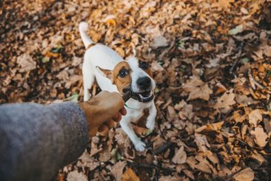 Dogs playing with sticks