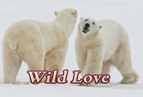 Wild Love