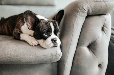 Sad dog