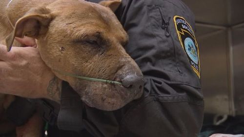 Remi is recovering but his fate still remains uncertain. (FOX 29)