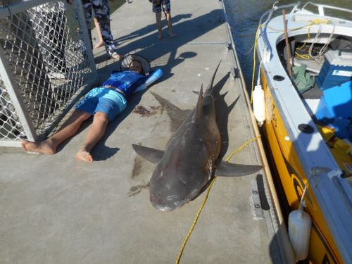 Bull shark leaps into boat of Queensland anglers