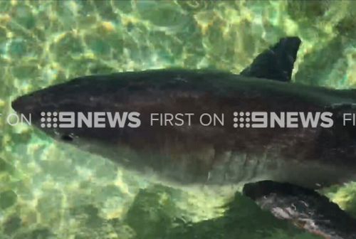 Marine experts cared for the animal at Manly Sea Life Sanctuary last night. (9NEWS)