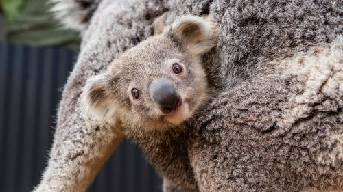 Sky the baby koala with his mum wattle 