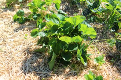 Growing strawberries