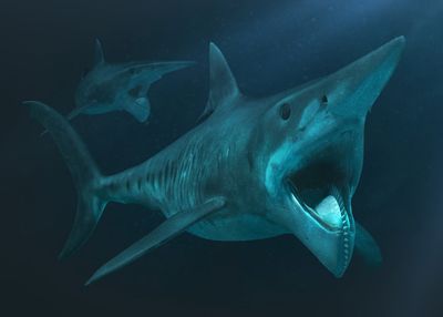  Helicoprion