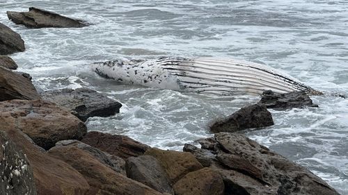 Uma baleia de dois anos foi relatada flutuando de cabeça para baixo na praia de Wombarra, no norte de Wollongong, com a cauda e a barbatana emaranhadas em redes contra tubarões na manhã de terça-feira. 