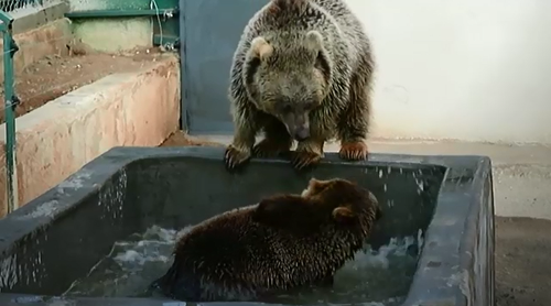 Bears were kept in confined concrete cells before being rescued and taken into Animals Australia's care.