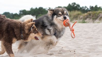 Portrait of a young Finnish Lapphund dog and puppy playing with toy together on the beach