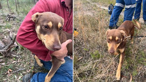 Dog rescued after falling off cliff at Yerriyong on NSW South Coast