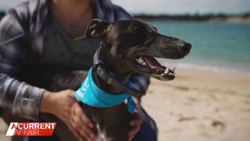 Aussie dog ticking off bucket list after cancer diagnosis