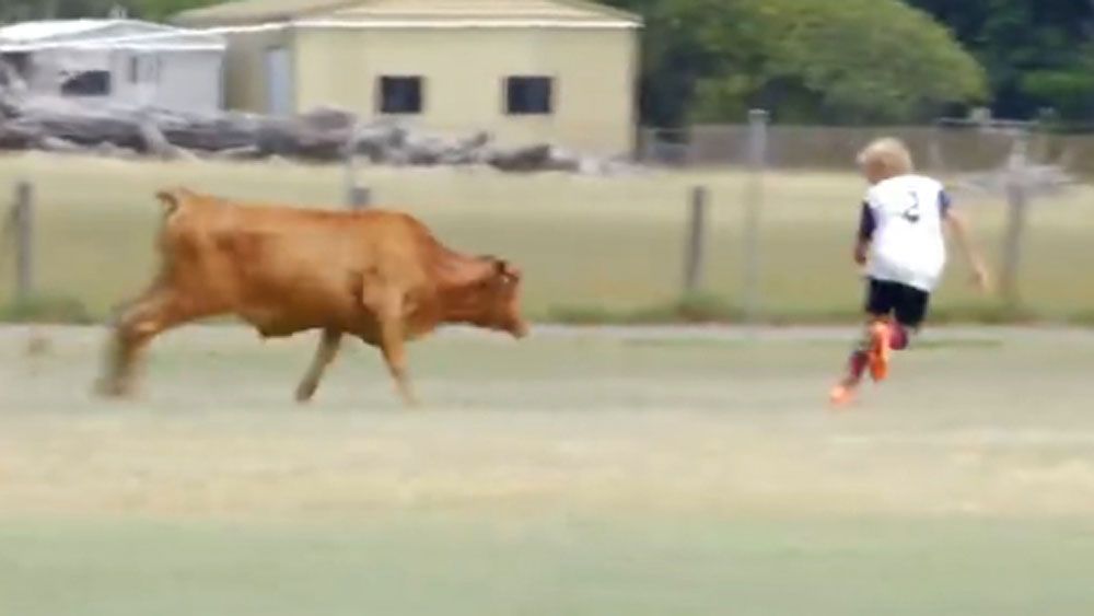 Charging Bull chases football players
