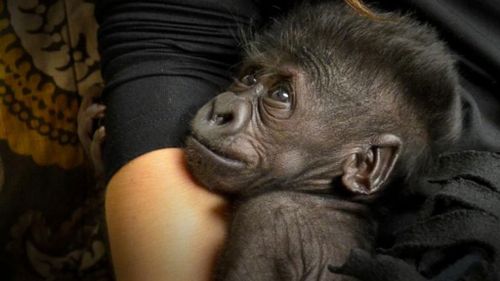 Rejected baby gorilla clings to humans wearing fake fur as zoos unite to find her a new mother