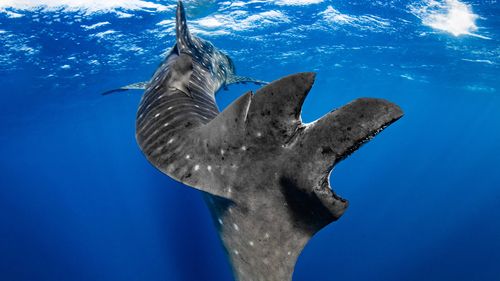 The tail of a Ningaloo whale shark (rhincodon typus) showing massive scarring.