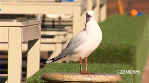 Seagulls are a growing problem for many restaurants along the coastline. (9NEWS)