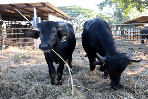 Young buffalo at the farm. Picture: AAP