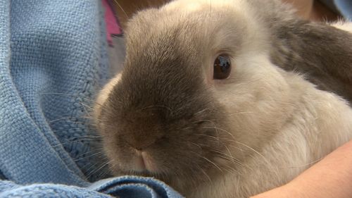 Norman the pet bunny was happy to be rescued.