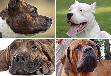 Why are the Japanese Tosa, dogo Argentino and fila Brasileiro
