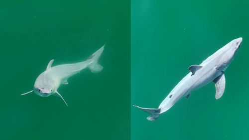 These images reveal a white shark with a pale film covering its body observed 0.4 kilometres off the coast of Carpinteria, California. The authors of a new study believe it's a newborn great white.