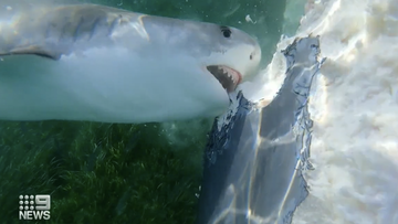 A dead whale has caused a shark feeding frenzy off the WA coast.