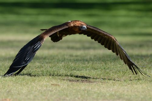 A steppe eagle can have a wingspan of more than 2 metres.