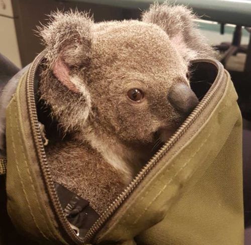 The joey will soon be looked after by a carer. (QPS Media)