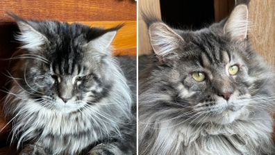 Jinxy the cat in pain before his eye surgery and happy again after.