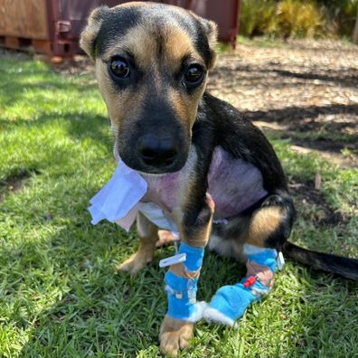 Yoshi the kelpie one day after surgery to remove the sewing needle embedded in his chest