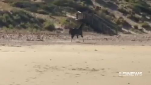 Adelaide Moana beach runaway horse