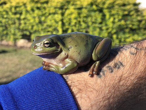 "Lucky" the tree frog was rescued by Jamie after being spat up by a tree snake. Picture: AAP
