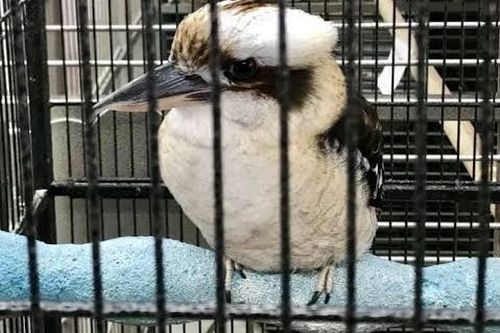 The native Australian bird was caged in a US pet store. 