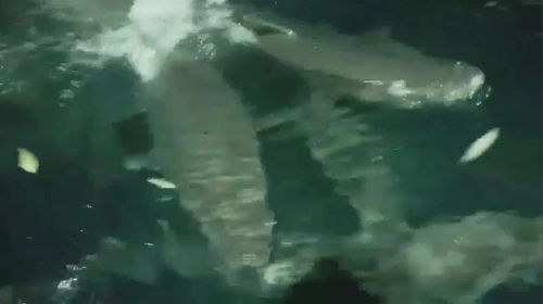 Sharks filmed swarming around a fishing boat.