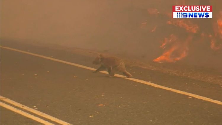 Australia wild fires: Animals killed tops 800 million in NSW say Scientists