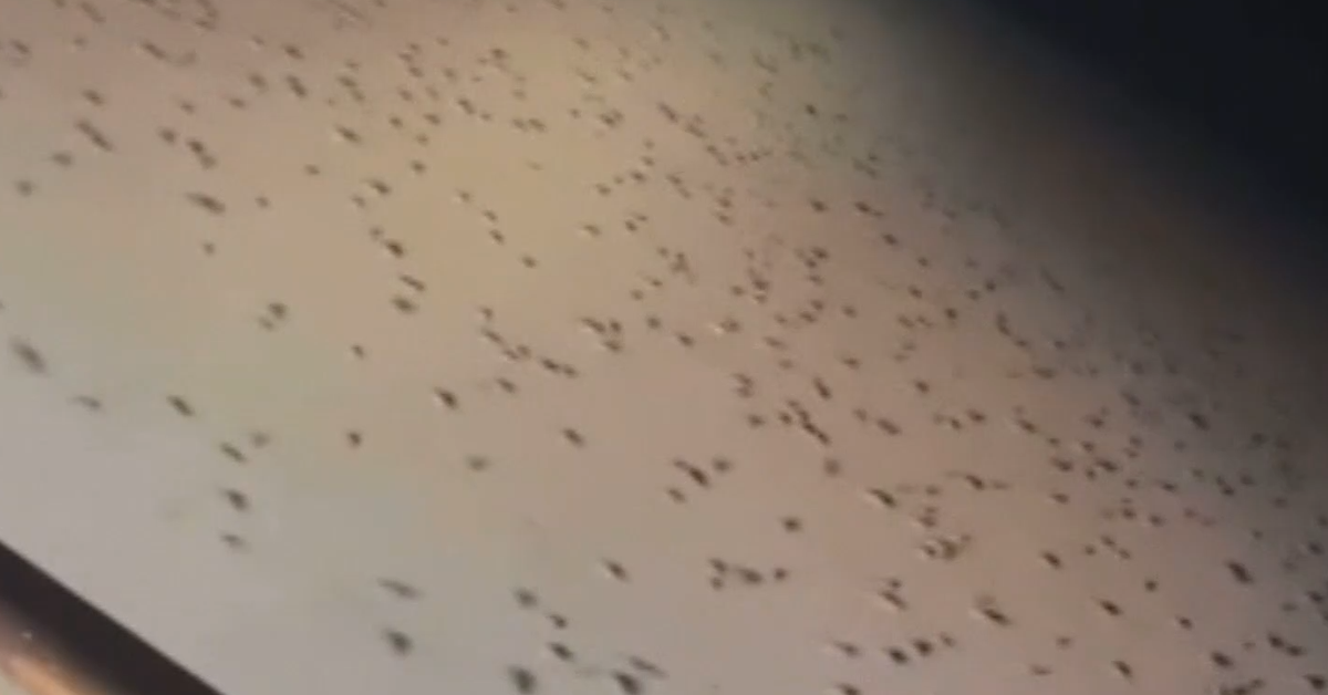 Fears of fresh mouse plague as farmers share videos