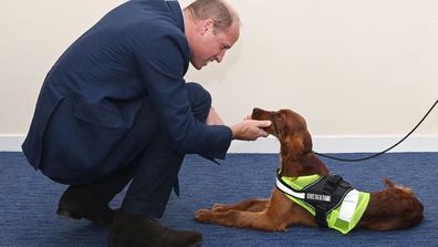  Prince William, Duke of Cambridge meets meets Tara, a 5 month old Irish Red Setter, trained as a PTSD training dog as he attends a PSNI Wellbeing Volunteer Training course, including representatives from the Ambulance and Fire and Rescue services, to talk about mental health support within the emergency services at PSNI Garnerville on September 09, 2020 in Belfast, Northern Ireland.