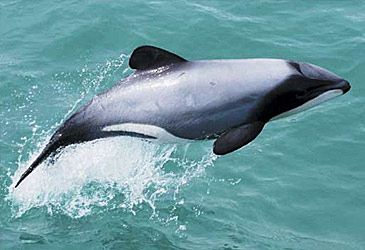 Which species of dolphin is endemic to New Zealand?