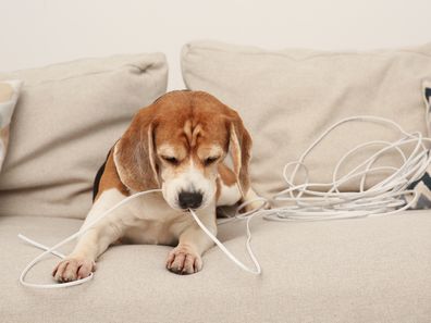 dog chewing chord iStock photo