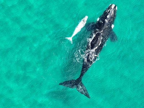 Southern right whale with rare 'white' calf off southern NSW coast