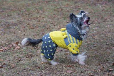 Cute chinese crested dog in the beautiful pet clothes is standing in the autumn park. Pet animals. Purebred dog.