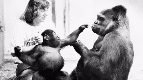 Mzuri with his mother Yuska and keeper Uli Weiher, Melbourne Zoo, 1984. (Melbourne Zoo)