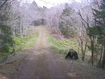 The bear filmed running onto the road in a forest in Hokkaido, Japan.