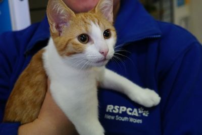 The RSCPA is hoping to clear the shelters this weekend and find loving homes for thousands of animals&nbsp;(Matt Coble).