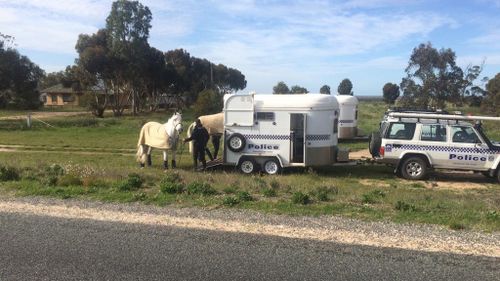 The SA Police mounted brigade is assisting in the search. (9NEWS)