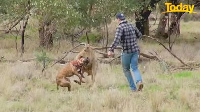 Kangaroo golf club attacks ways to protect yourself fix problem Ian Temby wildlife expert