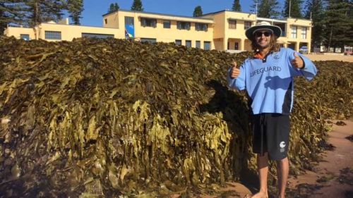 Behemoth mountain of seaweed shuts down Sydney beach